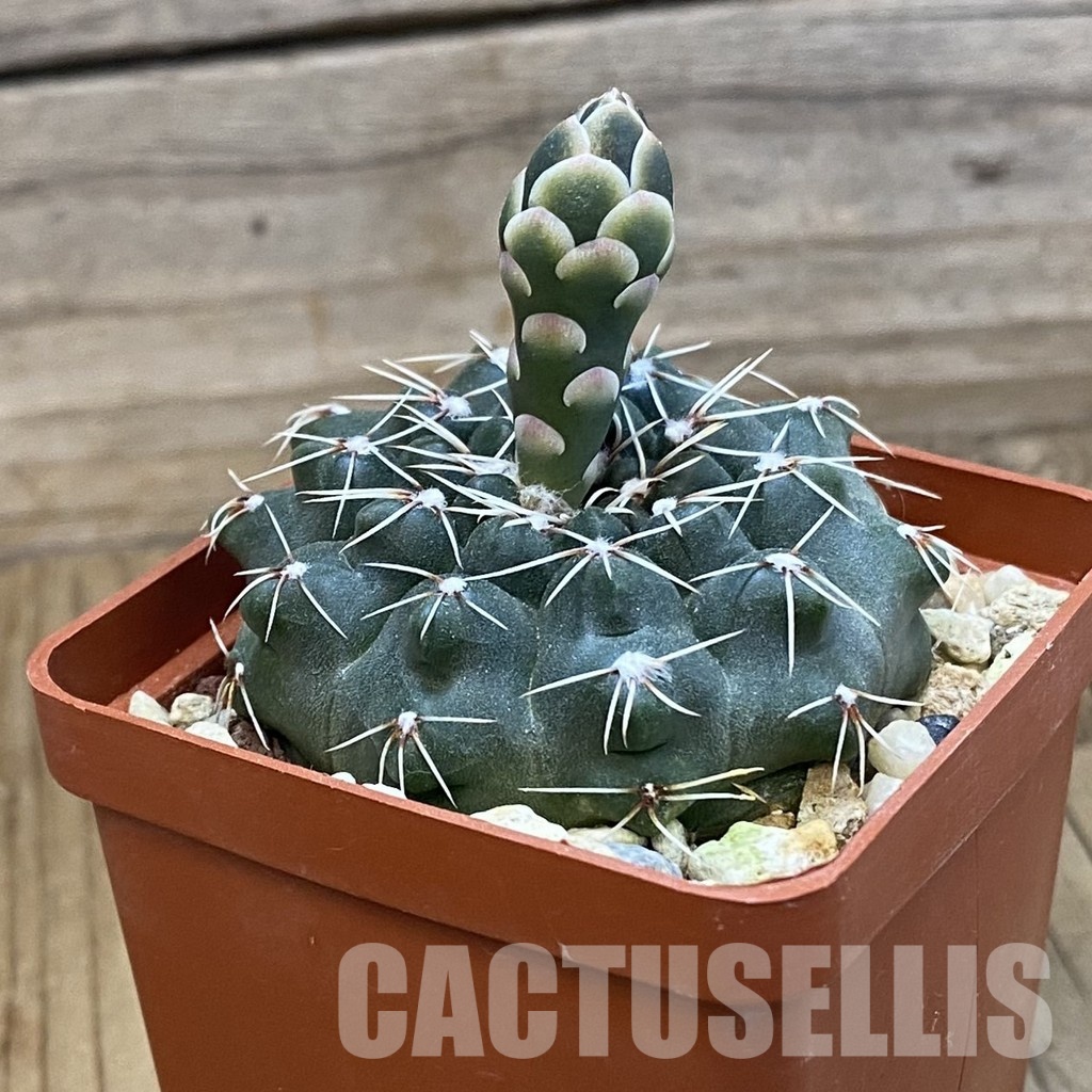 SH33295 Gymnocalycium kuehhasii VG 1091 - Image 3