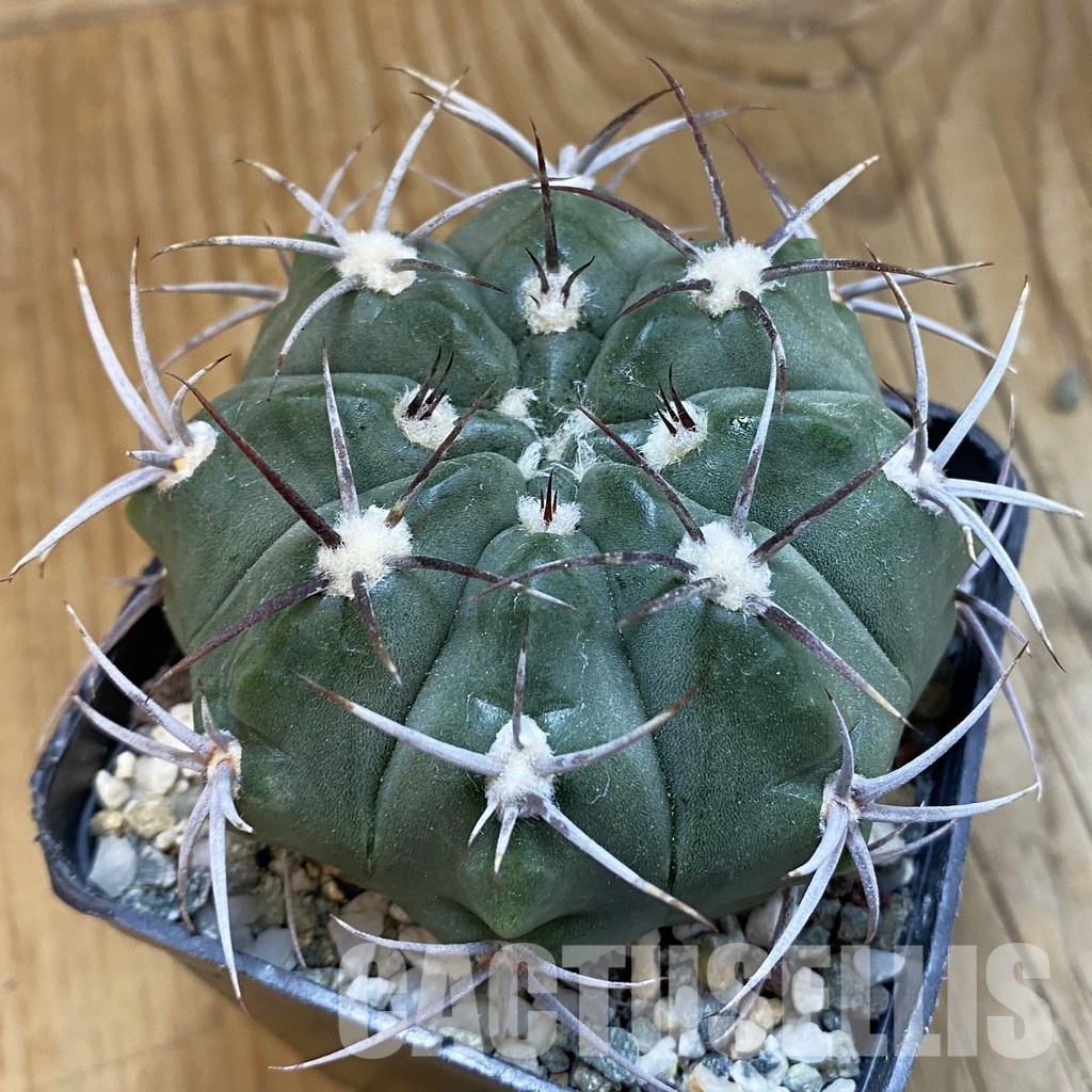 SH33296 Gymnocalycium mostii v. miradorense, 6 years old