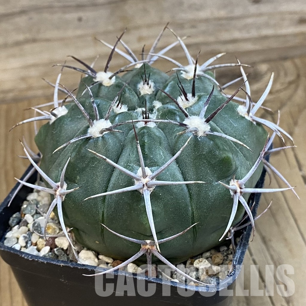 SH33296 Gymnocalycium mostii v. miradorense, 6 years old - Image 2