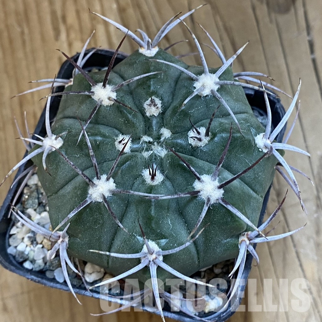 SH33296 Gymnocalycium mostii v. miradorense, 6 years old - Image 3