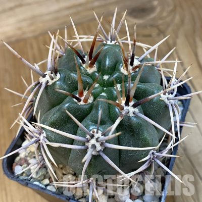 SH33297 Gymnocalycium achirasense, 6 years old