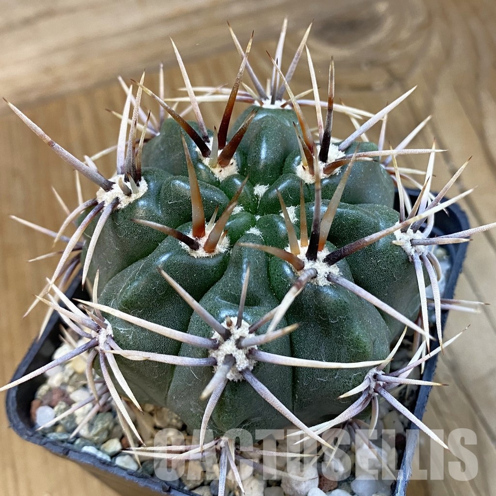 SH33297 Gymnocalycium achirasense, 6 years old