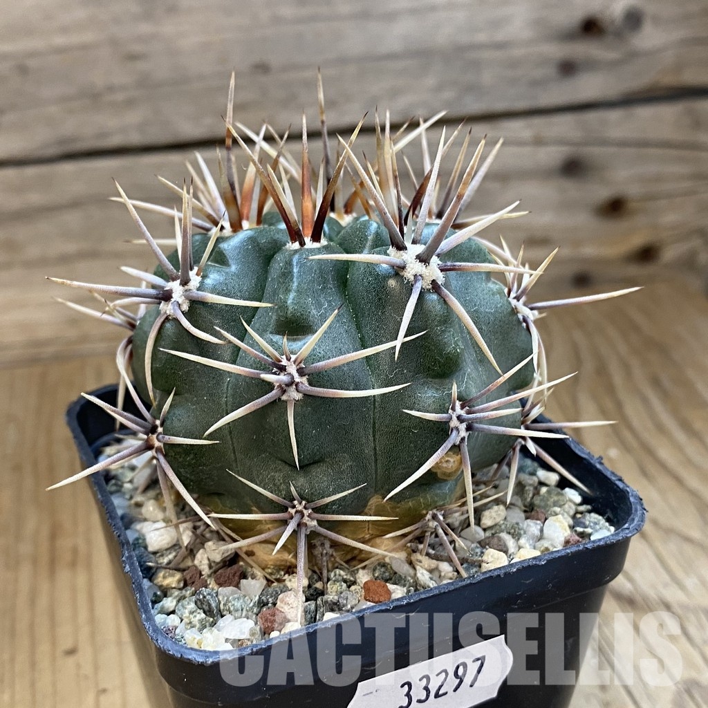 SH33297 Gymnocalycium achirasense, 6 years old - Image 2