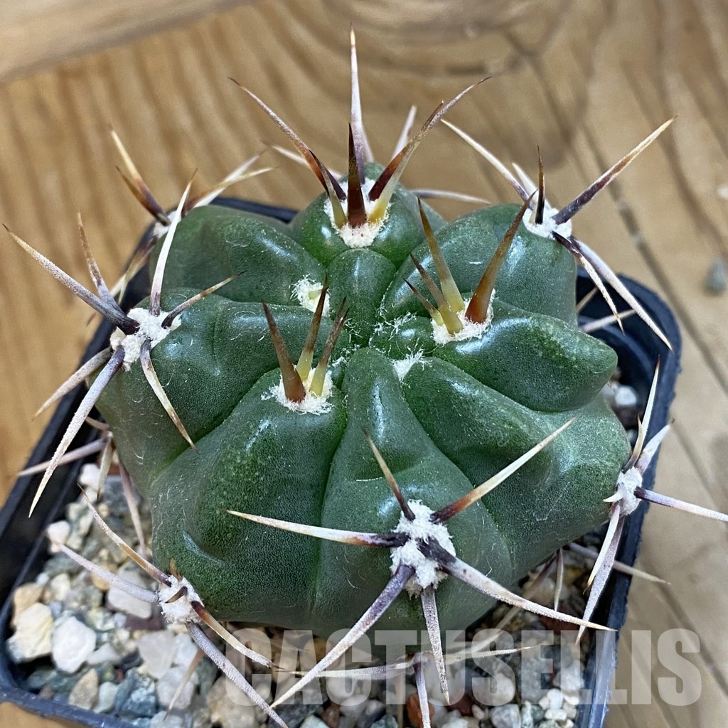 SH33299 Gymnocalycium achirasense, 6 years old