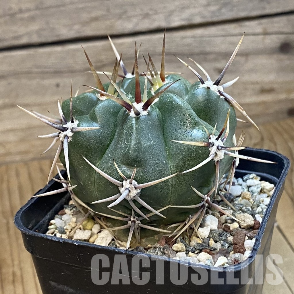 SH33299 Gymnocalycium achirasense, 6 years old - Image 2