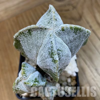 SH33301 Astrophytum myriostigma ‘Onzuka’