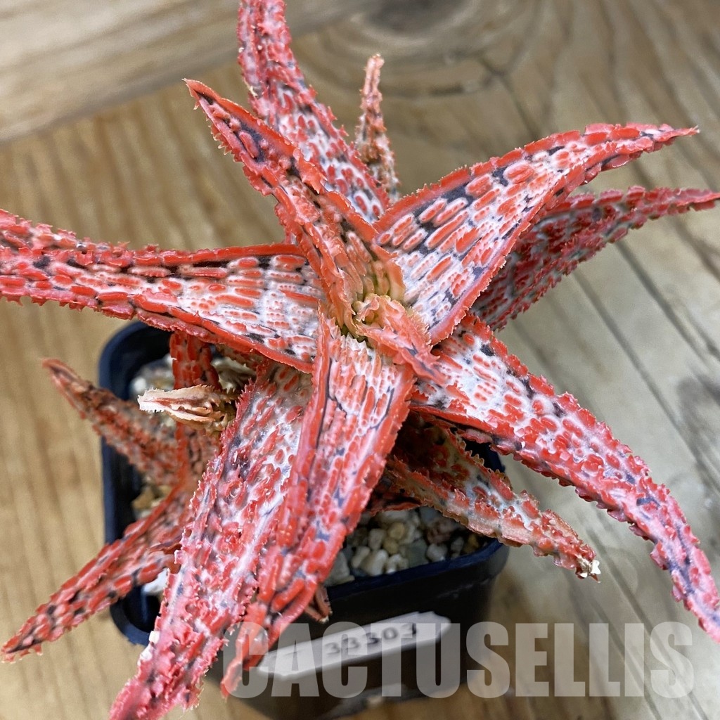 SH33303 Aloe TCT hybrid