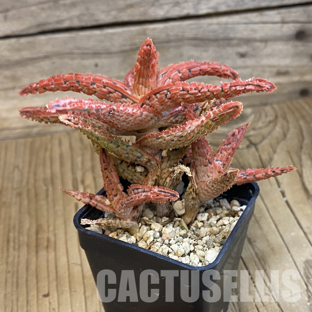 SH33303 Aloe TCT hybrid - Image 2