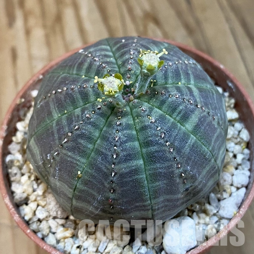 SET273 Euphorbia obesa ♀ ♂, 2 plants - Image 2