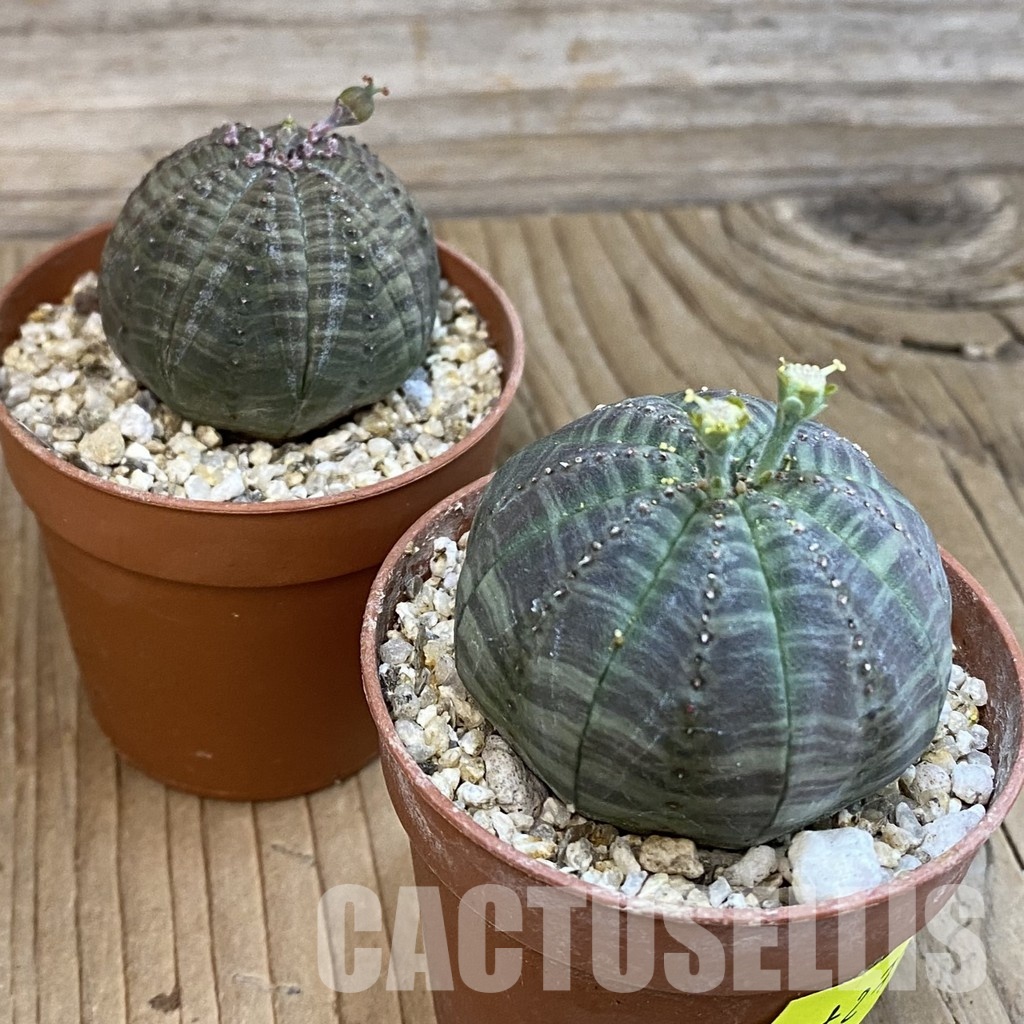 SET273 Euphorbia obesa ♀ ♂, 2 plants - Image 3