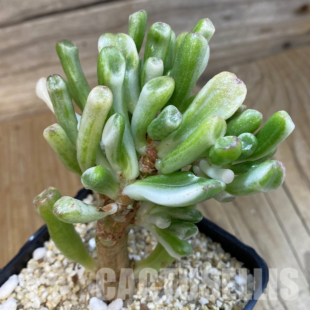 SH33230 Crassula ovata ‘Gollum’ f. variegata