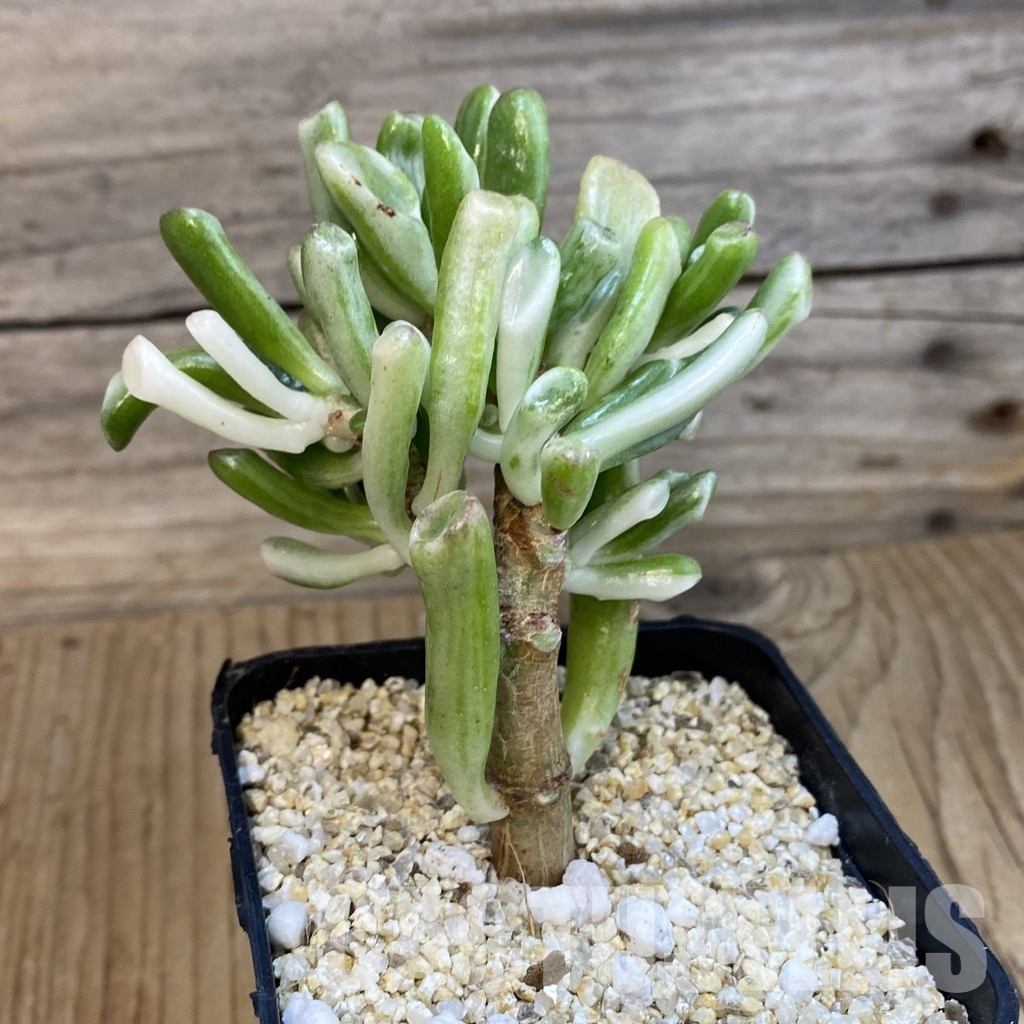 SH33230 Crassula ovata ‘Gollum’ f. variegata - Image 2