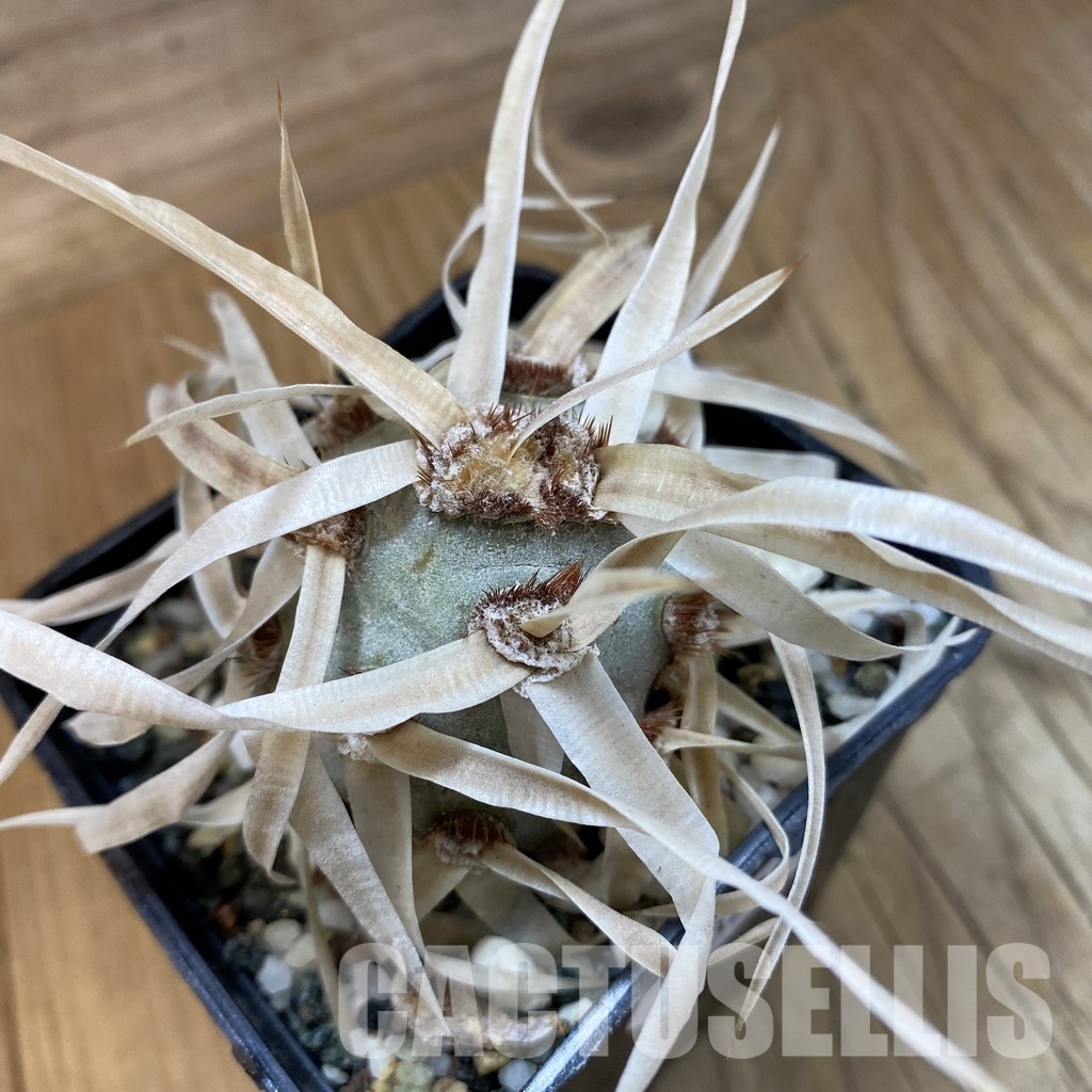 SH33234 Tephrocactus articulatus v. papyracanthus
