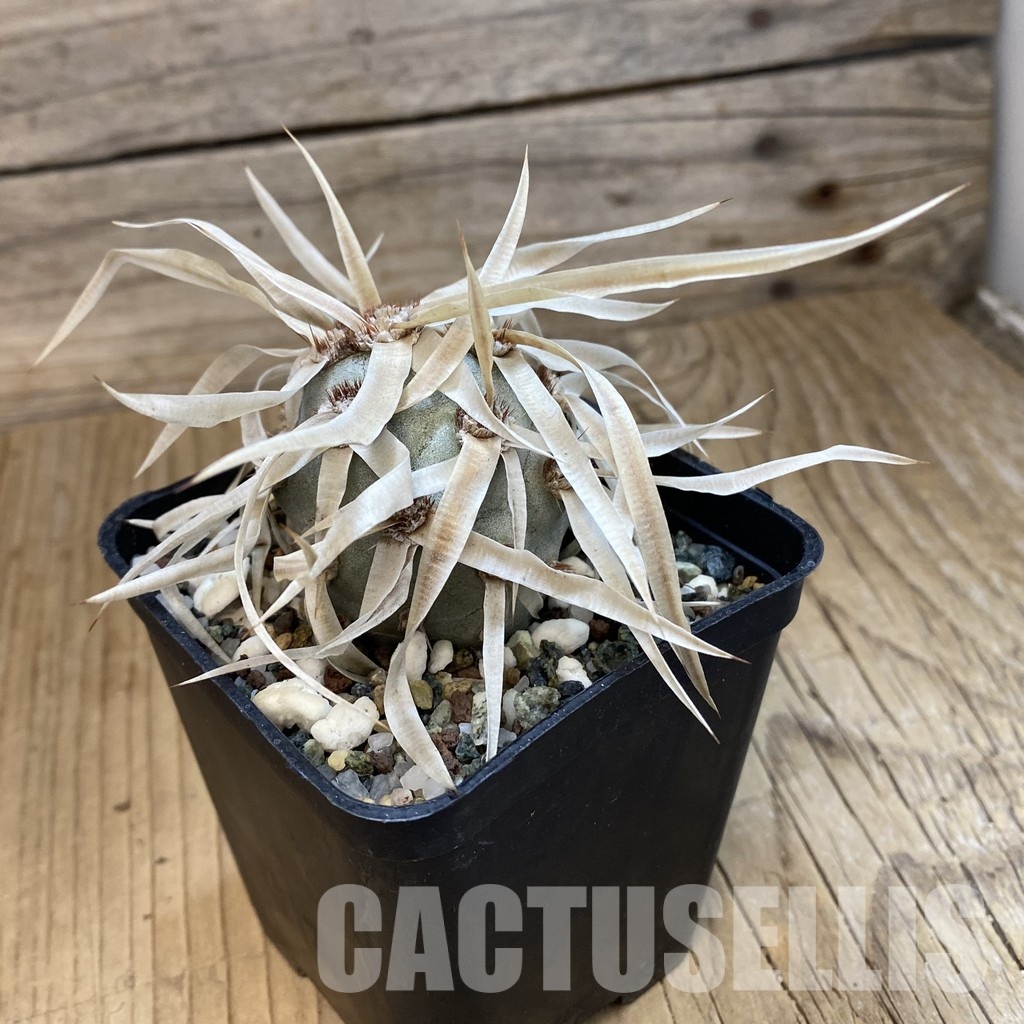 SH33234 Tephrocactus articulatus v. papyracanthus - Image 2