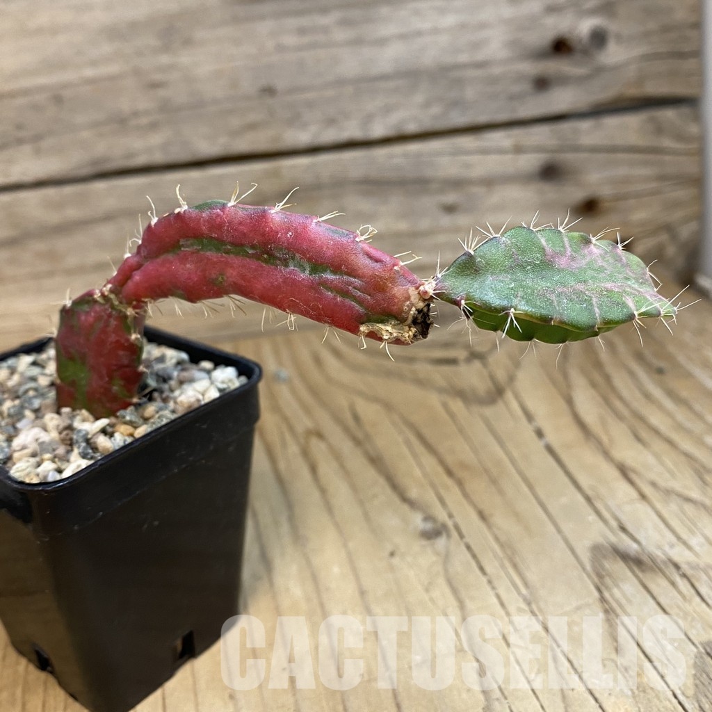 SH33236 Hylocalycium ‘Chimera variegata’ - Image 2