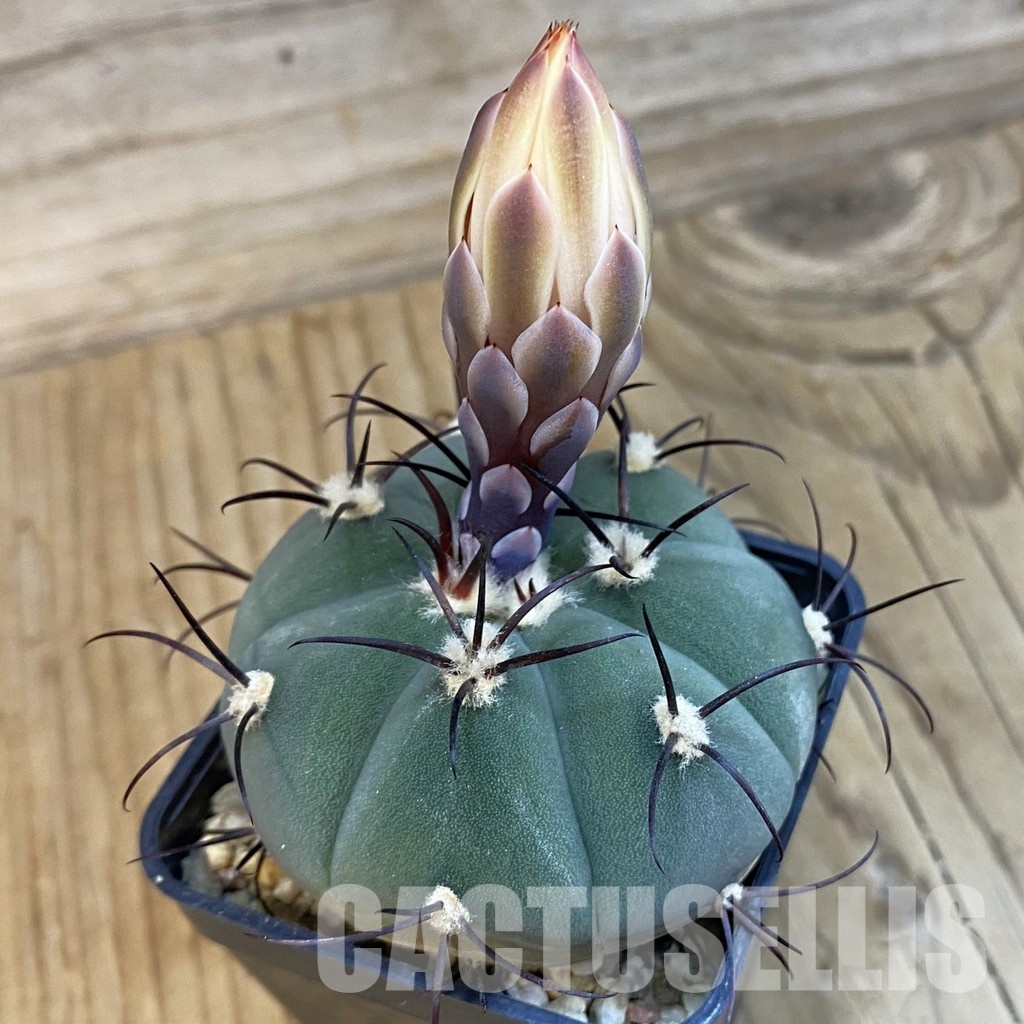 SH33237 Gymnocalycium cabreraense VOS 2122