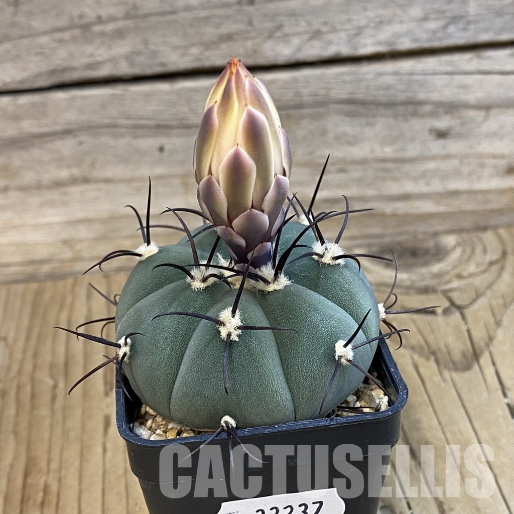 SH33237 Gymnocalycium cabreraense VOS 2122 - Image 2