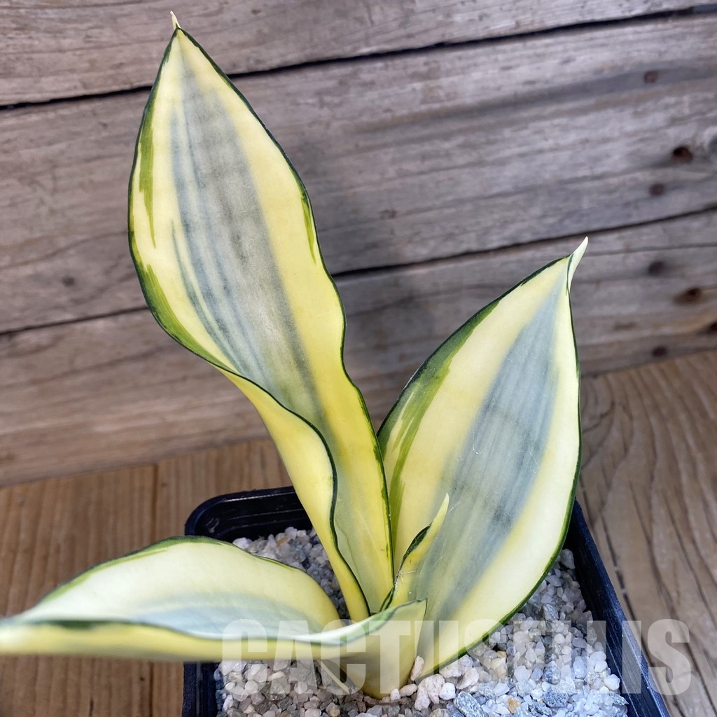 SH33239 Sansevieria ‘Moonshine Splash’