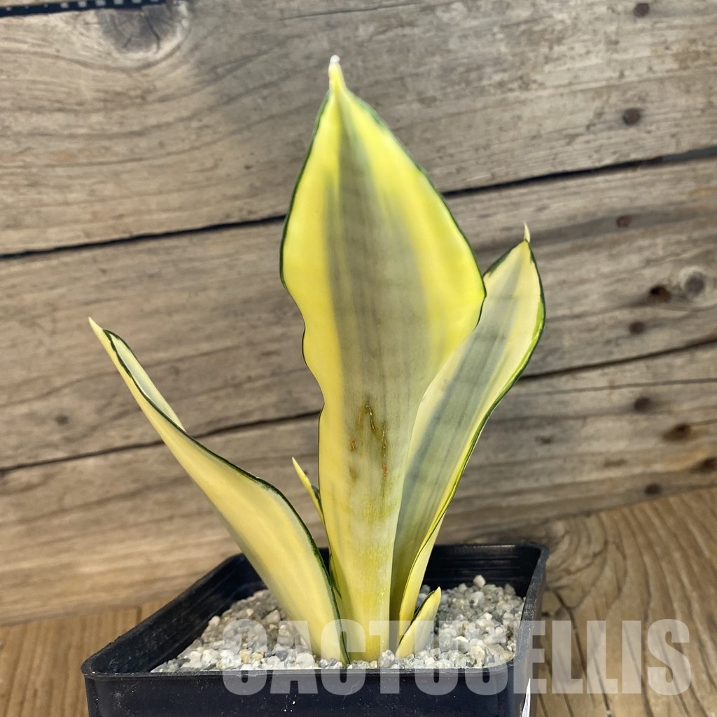 SH33239 Sansevieria ‘Moonshine Splash’ - Image 2