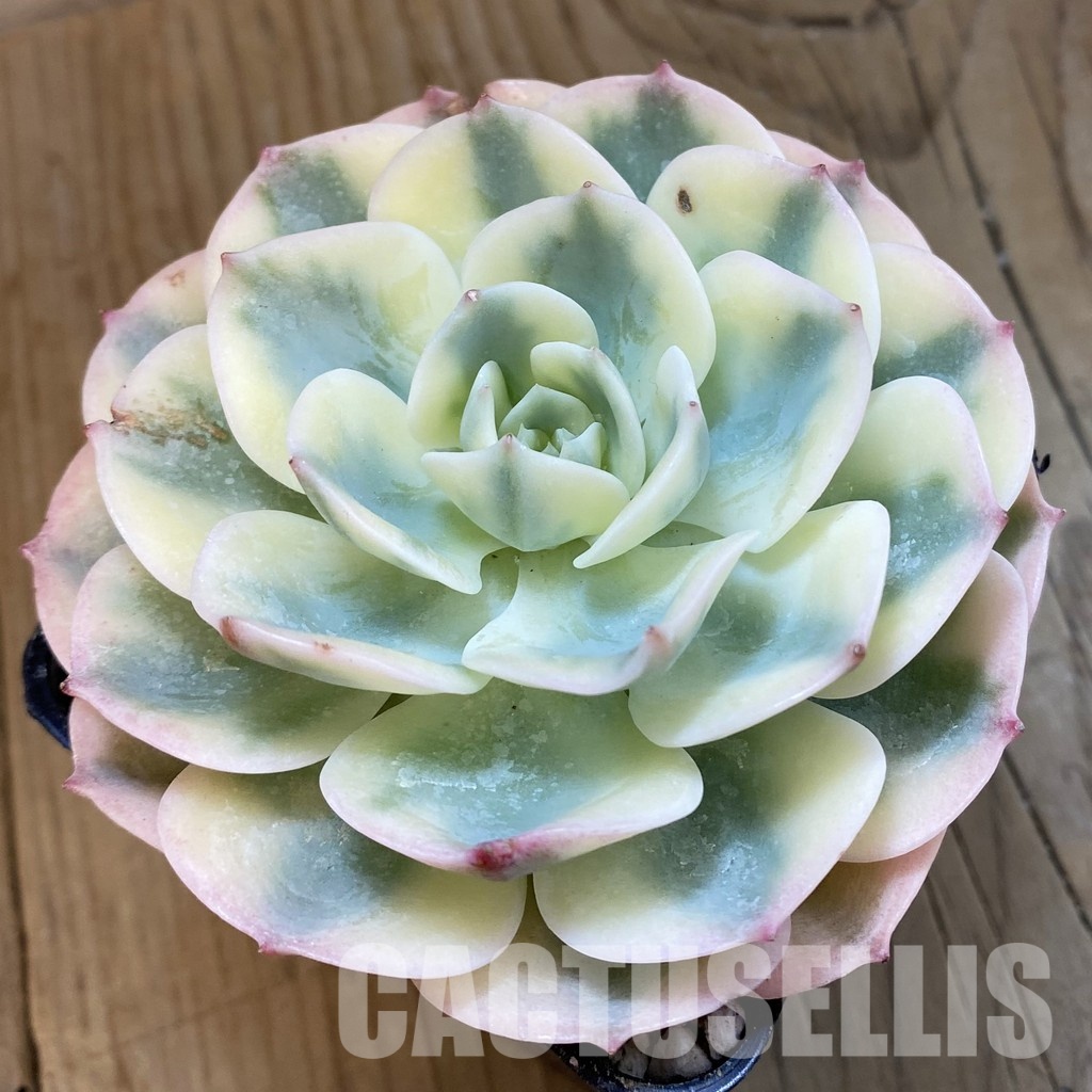 SH33240 Echeveria glauca f. variegata