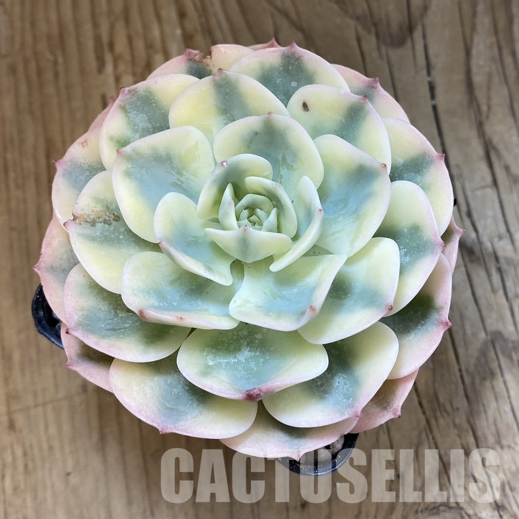 SH33240 Echeveria glauca f. variegata - Image 2