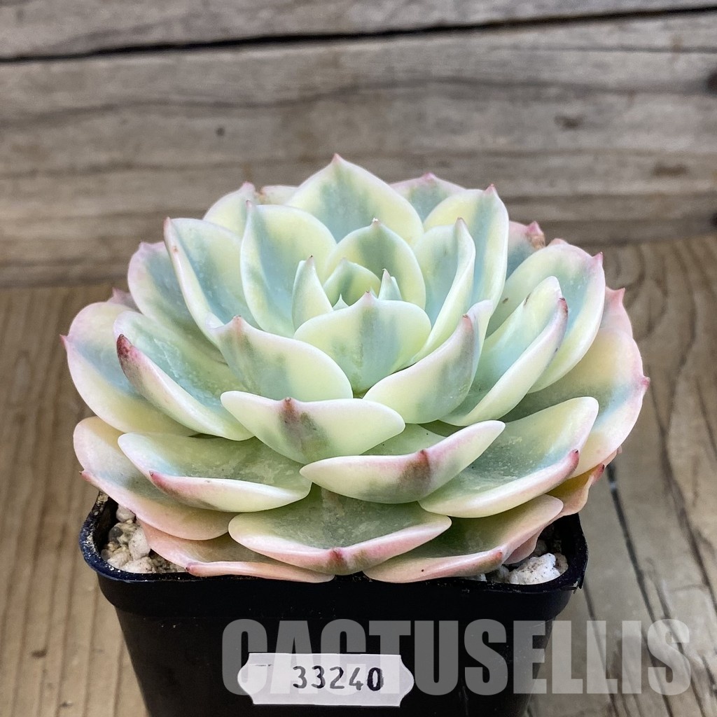 SH33240 Echeveria glauca f. variegata - Image 3