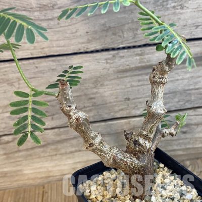 SH33244 Senna meridionalis