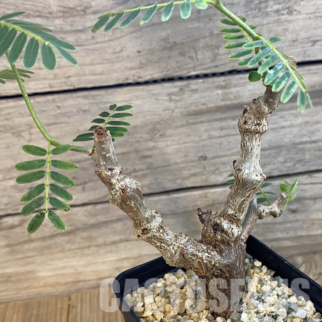 SH33244 Senna meridionalis