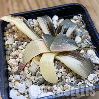 SH33248 Haworthia pygmaea f. variegata