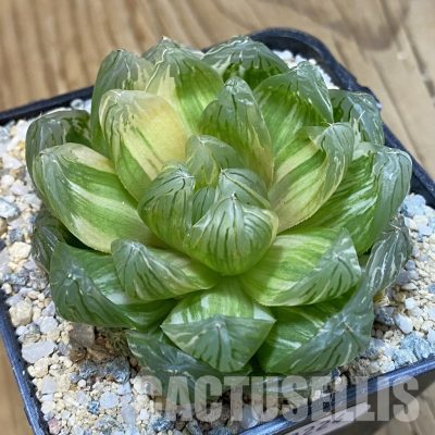 SH33224 Haworthia obtusa f. variegata