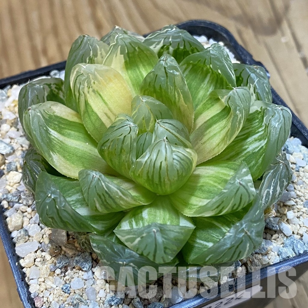 SH33224 Haworthia obtusa f. variegata