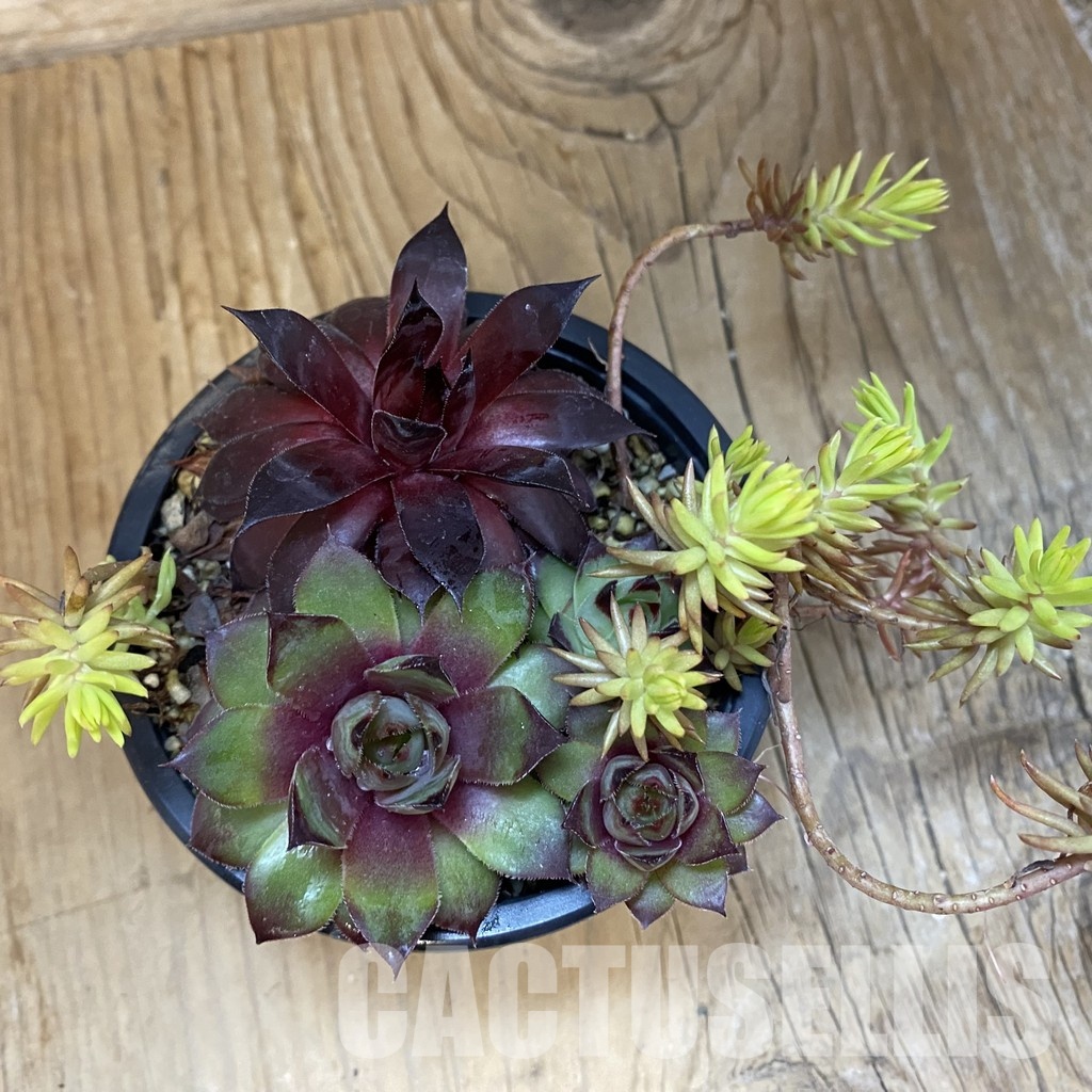 SH33368 Sempervivum mix (cold-resistant) - Image 2