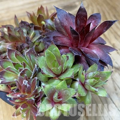 SH33369 Sempervivum mix (cold-resistant)