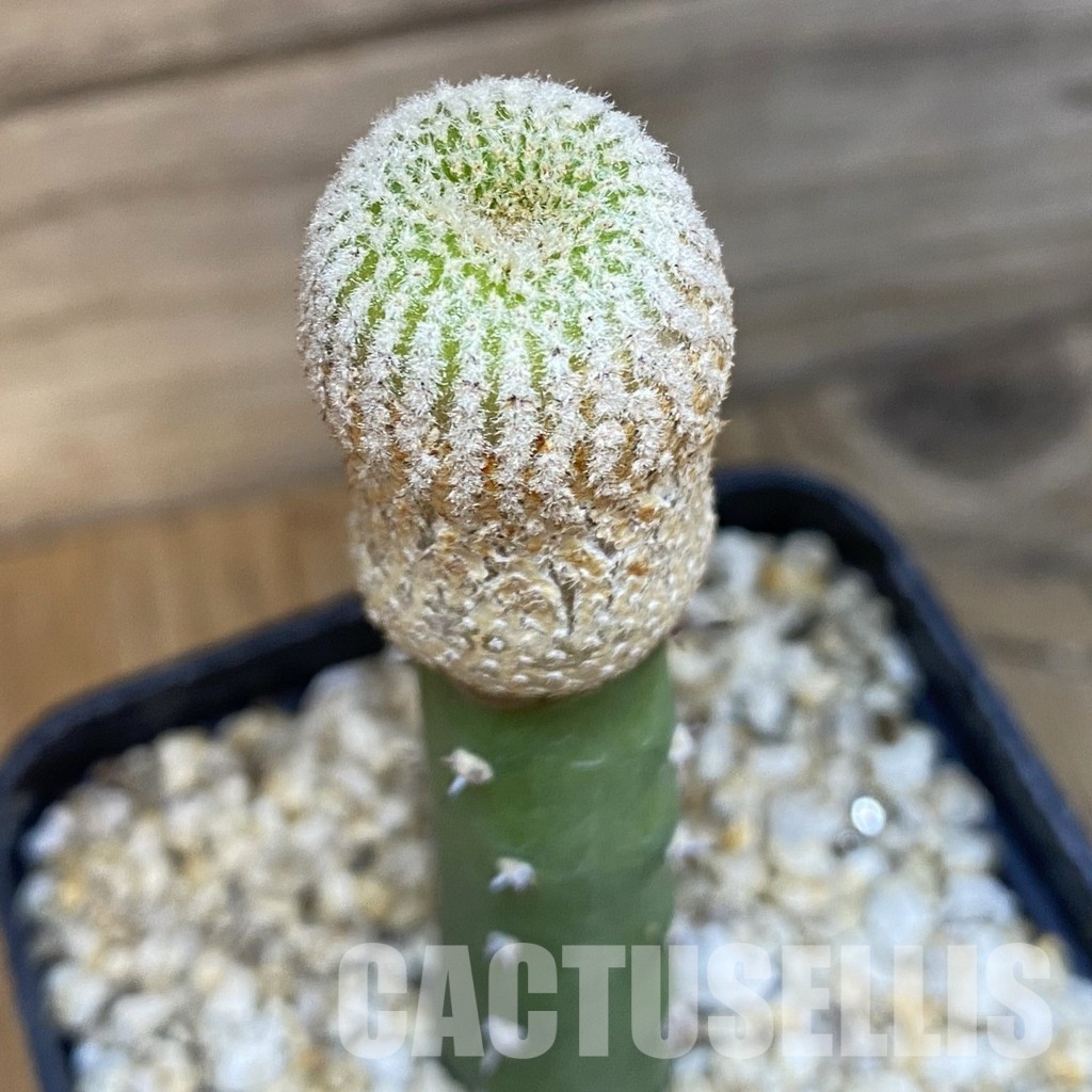 SH33340 Yavia cryptocarpa, grafted
