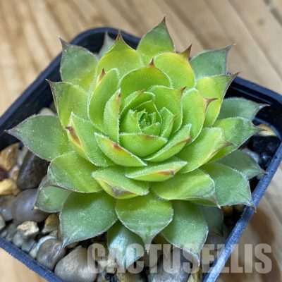 SH33370 Sempervivum chick charms ‘Gold Nugget’ (cold-resistant)