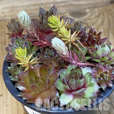 SH33372 Sempervivum mix (cold-resistant)