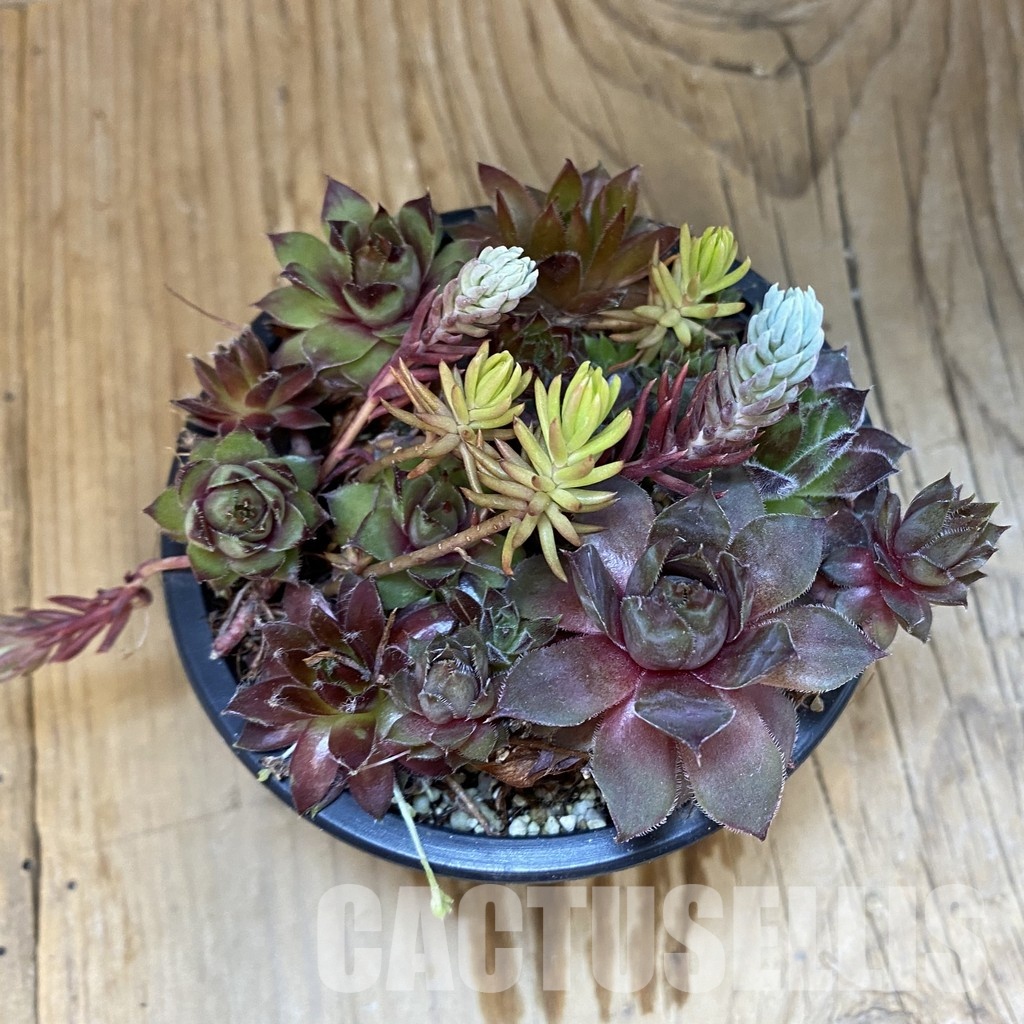 SH33372 Sempervivum mix (cold-resistant) - Image 2