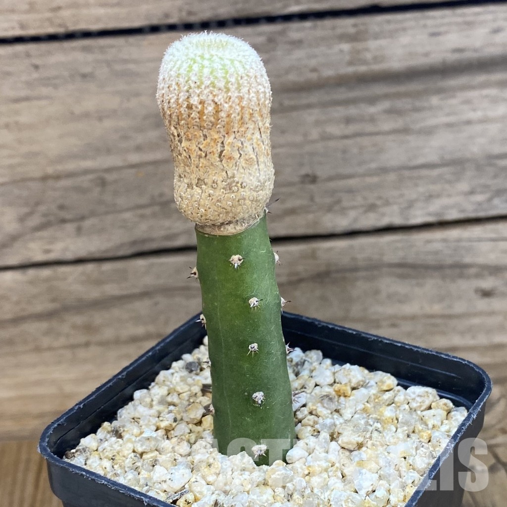 SH33340 Yavia cryptocarpa, grafted - Image 2