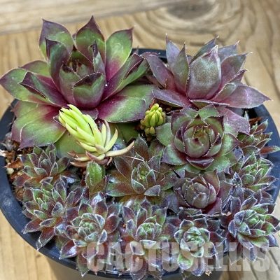 SH33373 Sempervivum mix (cold-resistant)