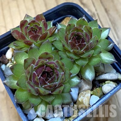 SH33375 Sempervivum Dr. Fritz Köhlein (cold-resistant)