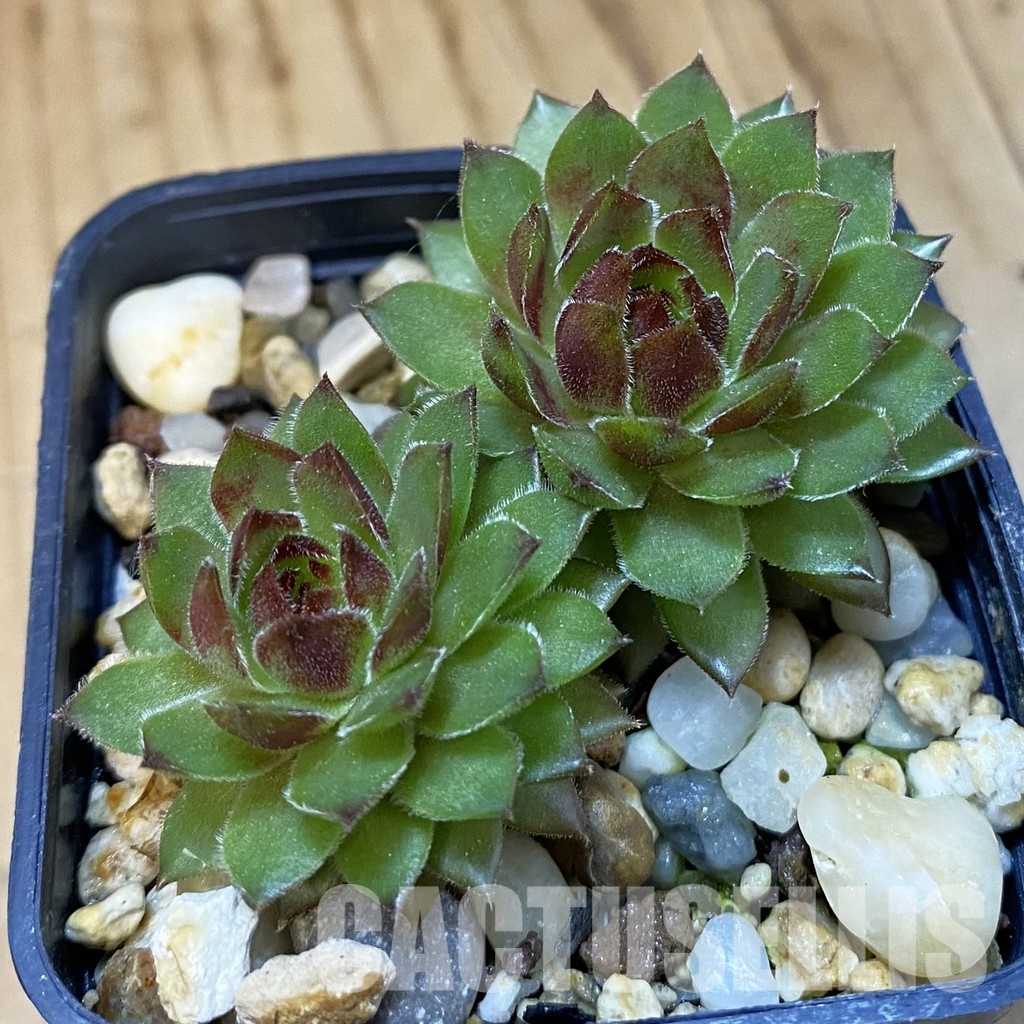 SH33376 Sempervivum Dr. Fritz Köhlein (cold-resistant)