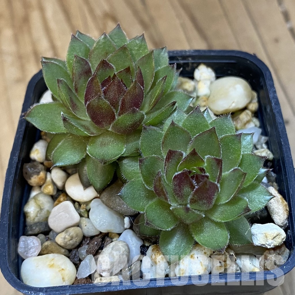 SH33376 Sempervivum Dr. Fritz Köhlein (cold-resistant) - Image 2