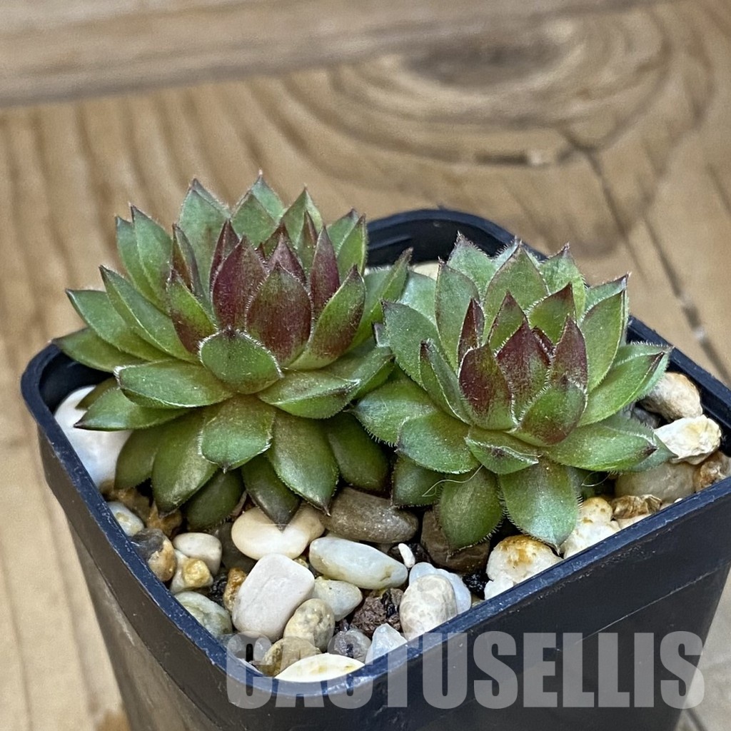 SH33376 Sempervivum Dr. Fritz Köhlein (cold-resistant) - Image 3