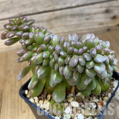 SH33377 Echeveria sp. f. cristata