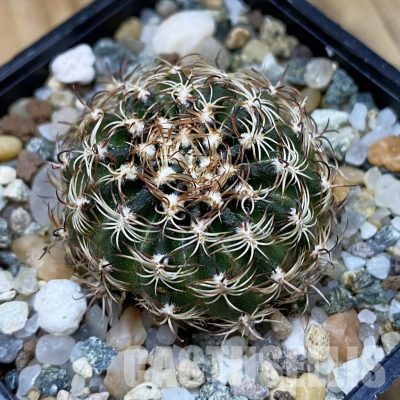 SH33341 Lobivia pusilla v. flaviflora
