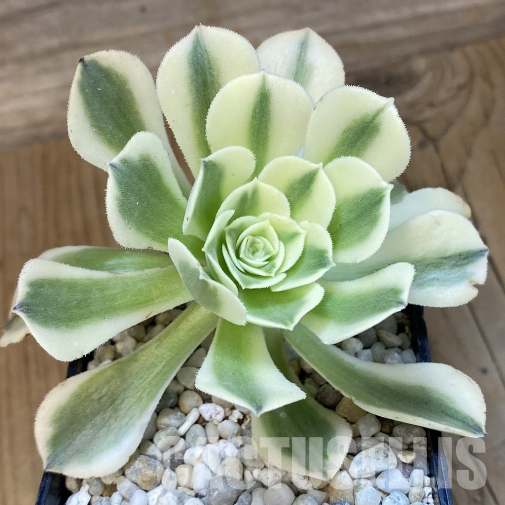 SH33381 Aeonium ‘Maybach’