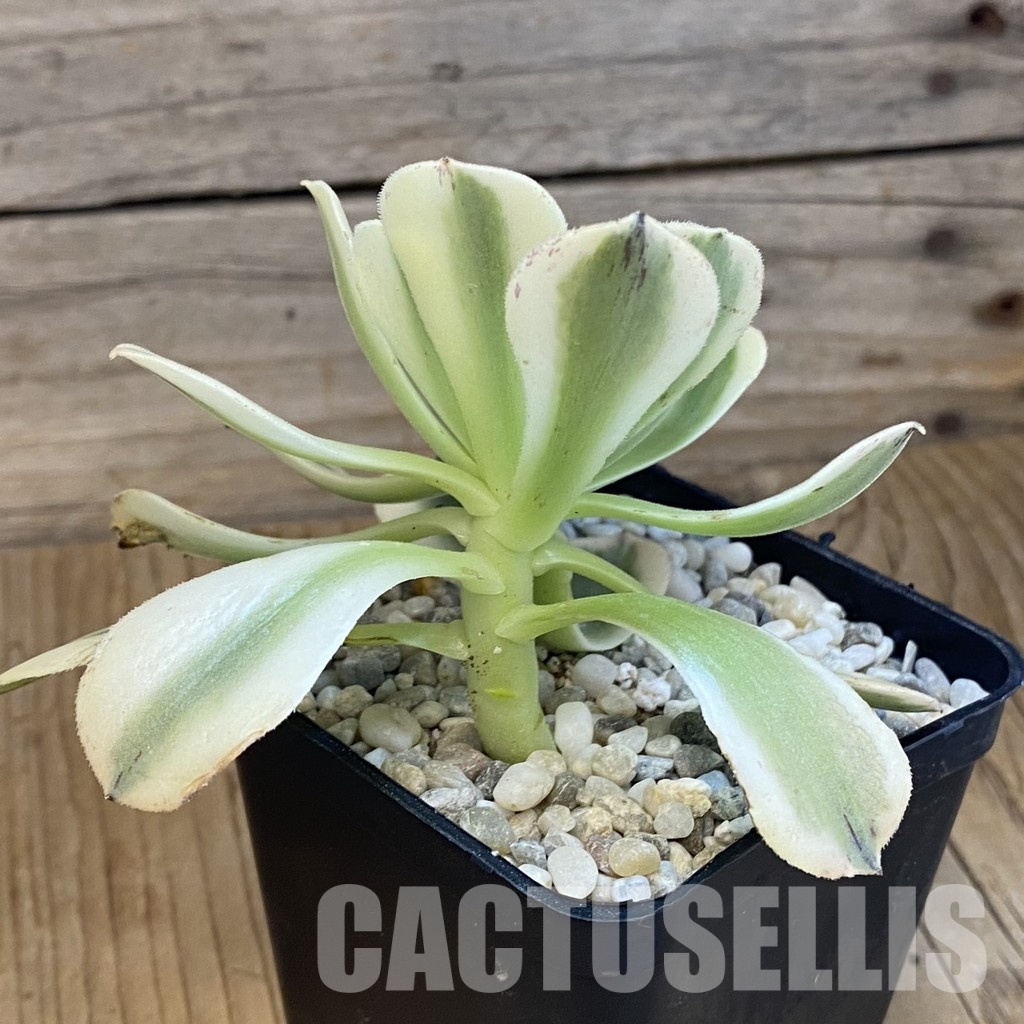SH33381 Aeonium ‘Maybach’ - Image 2