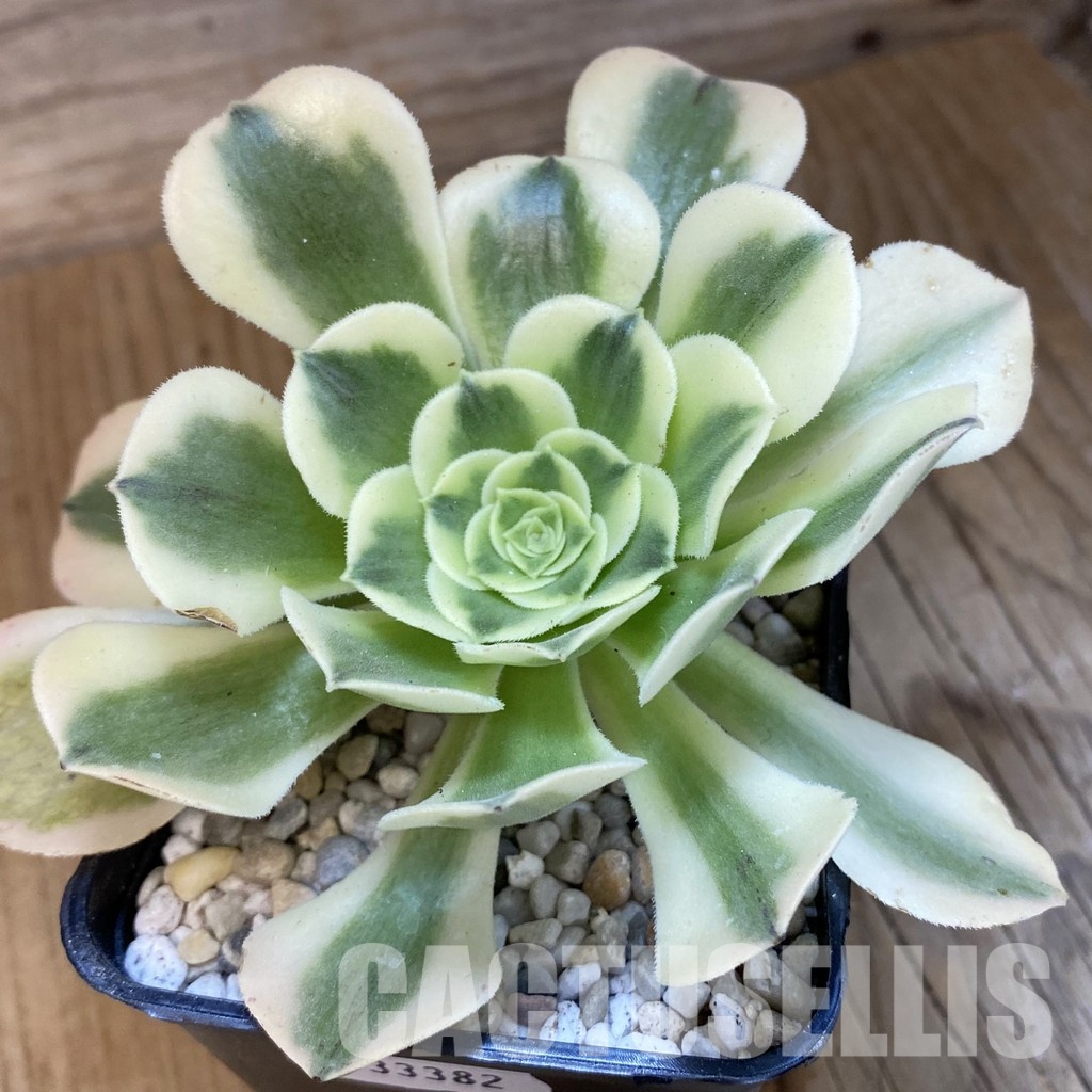 SH33382 Aeonium ‘Maybach’