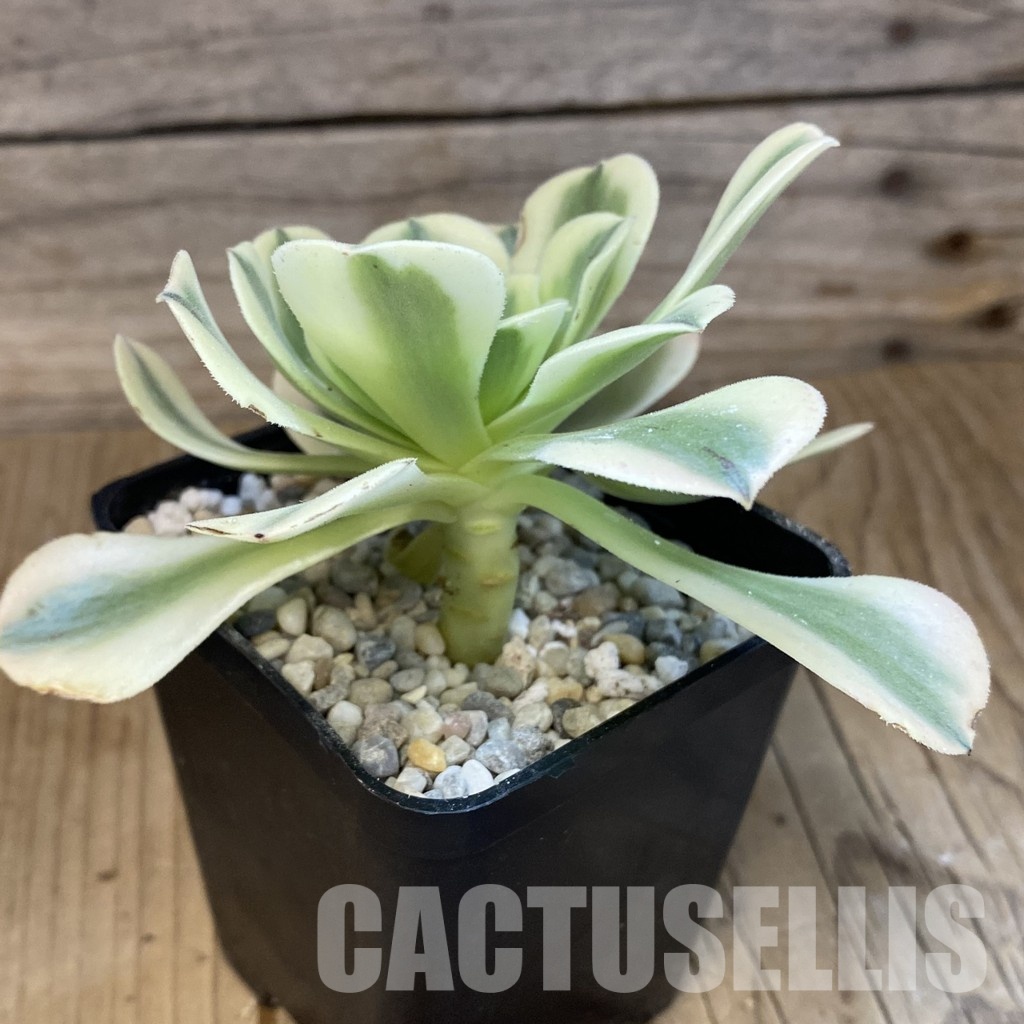SH33382 Aeonium ‘Maybach’ - Image 2