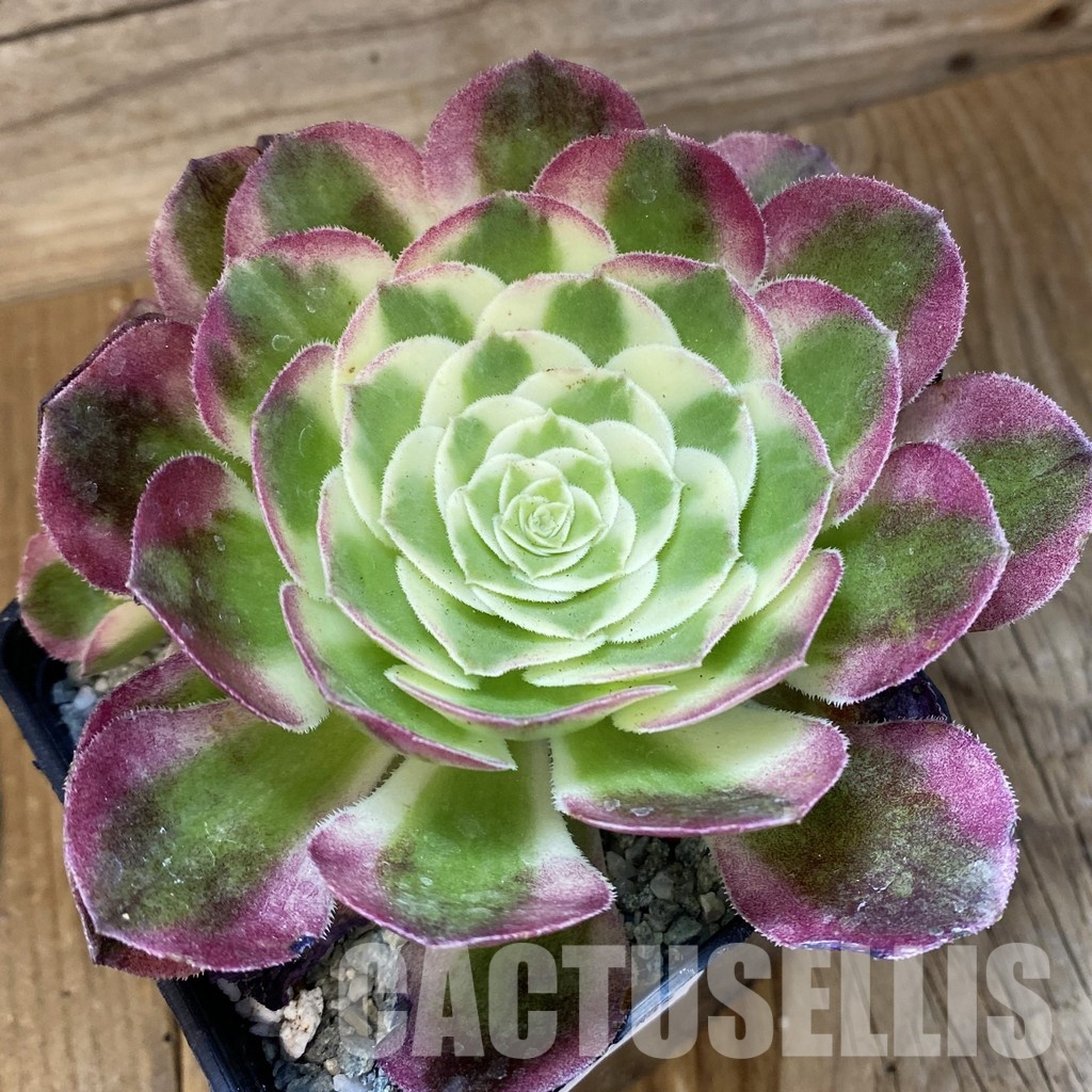 SH33384 Aeonium ‘Stunning Beauty’